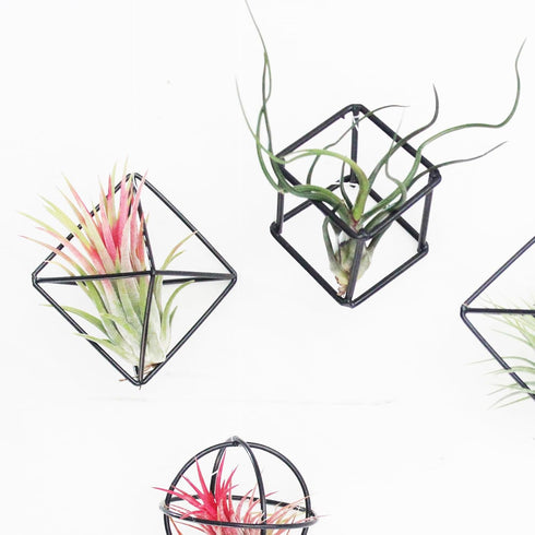 6 ZOOELAY Small Air Plant Holders Stand Black Airplants Rack Planters Metal Air Fern Plant Display Cage Geometric
