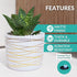 Willowy 6 Inch Ceramic Pot, Matte White with Gold Stripes, Drainage Plug Included