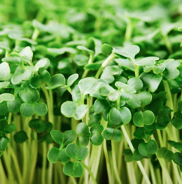 Axel's Garden Seeds Di Cicco Organic Broccoli Seeds for Growing Microgreens Heirloom, Non GMO Seeds