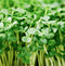Axel's Garden Seeds Di Cicco Organic Broccoli Seeds for Growing Microgreens Heirloom, Non GMO Seeds