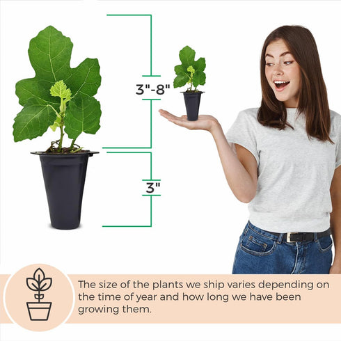 (4 Pack) Fig Tree Collection Edible Fruit Plant from Our Optimal Picks | Easy to Grow Plants for Sustainable Living |