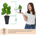 (4 Pack) Fig Tree Collection Edible Fruit Plant from Our Optimal Picks | Easy to Grow Plants for Sustainable Living |