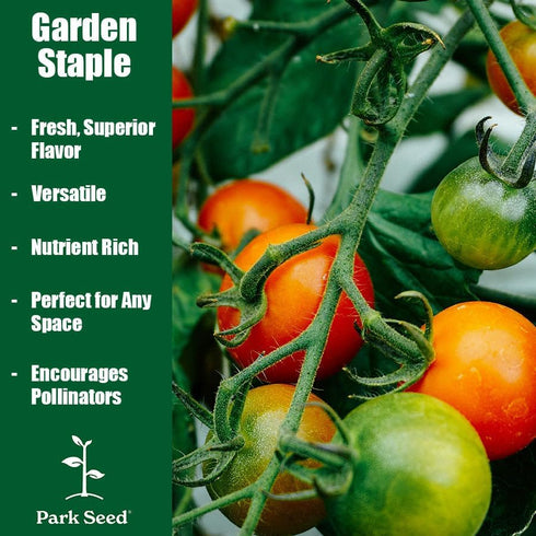 Pack 30 Park Seed Cherry Tomato Seeds, Planting Vegetables, Easy to Grow, Non-GMO, Variety of Colors and Sizes, Spring