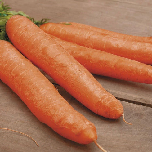 15 60 Park Seed Sow Effortless Collection Seed Tape Little Finger Carrot, Feet Easy DIY Planting, Sweet Baby Carrots