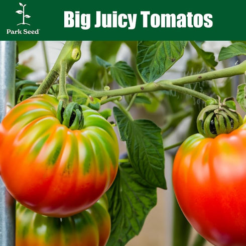 Pack 30 Park Seed Variety of Tomato Seeds, Planting Vegetables, Easy to Grow, Non-GMO, Perfect for Harvesting, Better