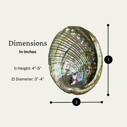 1 Abalone Shell 4 to 5 Inches | All Natural Smudge Bowl for Smudge Sticks, Incense, and Sage Smudge Kit. JC-011