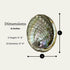 1 Abalone Shell 4 to 5 Inches | All Natural Smudge Bowl for Smudge Sticks, Incense, and Sage Smudge Kit. JC-011