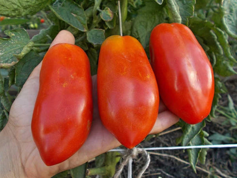 SeedsUA Seeds Tomato Pepper-Shaped Red Long Heirloom Vegetable for Planting Non GMO