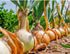 Sets (Bulbs) 1 Set 2026 TomorrowSeeds - Super Sweet Candy Onion Seeds - Pound - Variable Sizes - for Planting Gardening