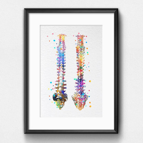 Dignovel Studios 11X14 DN529 Unframed Human Spine Bone Anatomy Medical Doctor Watercolor Art Print Poster Housewarming
