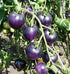 NIKA SEEDS 20 Seeds Tomato Indigo Rose Seeds
