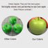 12Pcs (6pcs +6pcs Artificial Fruit Fake Simulation Fruit for Home Kitchen Party Photography Prop Wedding Decoration