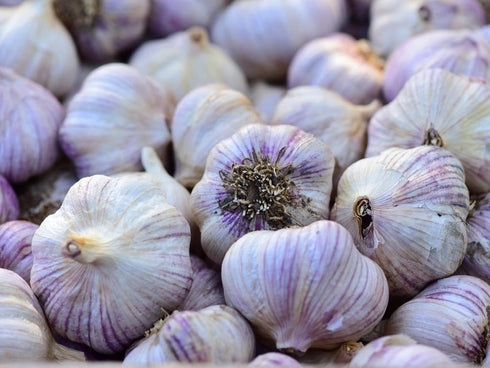 Garlic Bulb (2 Pounds), Fresh Siberian HARDNECK Garlic Bulb for Planting and