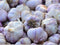 Garlic Bulb (2 Pounds), Fresh Siberian HARDNECK Garlic Bulb for Planting and
