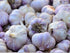 Garlic Bulb (2 Pounds), Fresh Siberian HARDNECK Garlic Bulb for Planting and