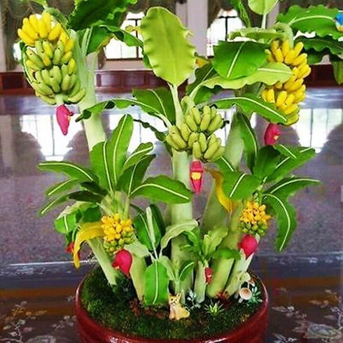 KIRA SEEDS Seeds Banana Tree - Ornamental Annual Flowers for Planting - GMO Free