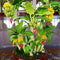 KIRA SEEDS Seeds Banana Tree - Ornamental Annual Flowers for Planting - GMO Free