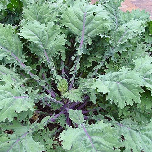 Generic 500 1.75+ Organic Red Russian Kale Seeds for Planting Heirloom Non GMO Grams Garden Vegetable Bulk Survival