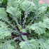 Generic 500 1.75+ Organic Red Russian Kale Seeds for Planting Heirloom Non GMO Grams Garden Vegetable Bulk Survival