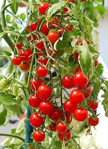 Harley Seeds 30 Sweetie Cherry a.k.a. Sugar Sweetie Tomato Seeds, Heirloom Non-GMO, Extra Sweet, Heavy-Yielding