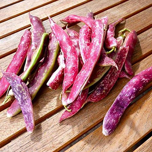 20 Tongue of Fire Bean Seeds - Large Seeds - Bush Bean