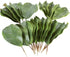 Artificial Magnolia Leaves Pack of 30