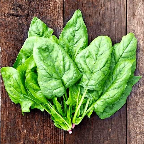 100 Seeds Giant Spinach Herb Garden Seeds for Planting About Seeds Non-GMO Annual Plant