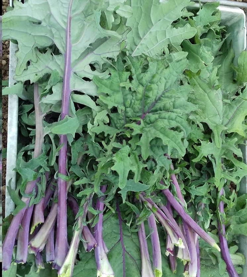 1 Todd's Seeds Red Russian Kale Seed - Pound