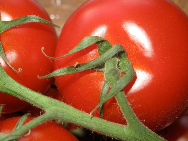 50 Seeds Campari Tomato, Sweet Vine Tomatoes Exotic Fruit Vegetables Plant Seed