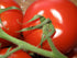 50 Seeds Campari Tomato, Sweet Vine Tomatoes Exotic Fruit Vegetables Plant Seed