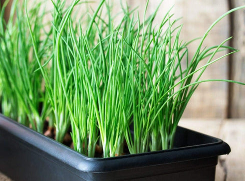 250+ Seeds Bunching Green Onions Scallions Seeds for Planting Perennial Vegetable Garden Spring Onions Non-GMO