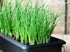 250+ Seeds Bunching Green Onions Scallions Seeds for Planting Perennial Vegetable Garden Spring Onions Non-GMO
