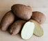 Russet Bulbs 2026-1 TomorrowSeeds - Seed Potatoes - USDA Certified for Growers Size B Non GMO Brown Burbank Idaho