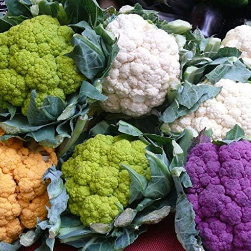 NIKA SEEDS 200 Seeds Vegetable Cauliflower Cabbage Mix - Seeds