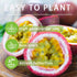15+ Country Tropical Passion Fruit Seeds for Planting Outdoors-Non GMO Passiflora for Bonsai Backyard