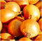 Instant Latch 250 Utah Yellow Sweet Spanish Onion Seeds for Planting Non GMO Heirloom