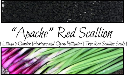 Liliana's Garden Apache Red Bunching Onion Seeds aka Red Scallion or Salad Onion | Heirloom Seeds by |