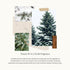 Thymes Frasier Fir 12" Taper Candle Set - Scented Candle with Crisp Siberian Fir, Cedarwood, Sandalwood Notes