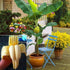KIRA SEEDS Seeds Banana Tree - Ornamental Annual Flowers for Planting - GMO Free
