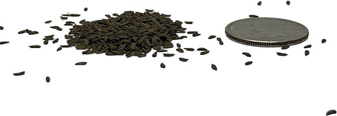 500 Buttercrunch Lettuce Seeds for Planting - Heirloom Non-GMO Vegetable Seeds for Planting - Hydroponics - Microgreens