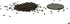 500 Buttercrunch Lettuce Seeds for Planting - Heirloom Non-GMO Vegetable Seeds for Planting - Hydroponics - Microgreens