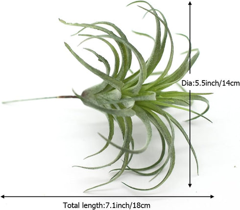 2PCS Faux Succulents Artificial Flocking Tillandsia Air Plants Bromeliads for Home Decor, Garden, Office, Terrarium