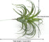 2PCS Faux Succulents Artificial Flocking Tillandsia Air Plants Bromeliads for Home Decor, Garden, Office, Terrarium