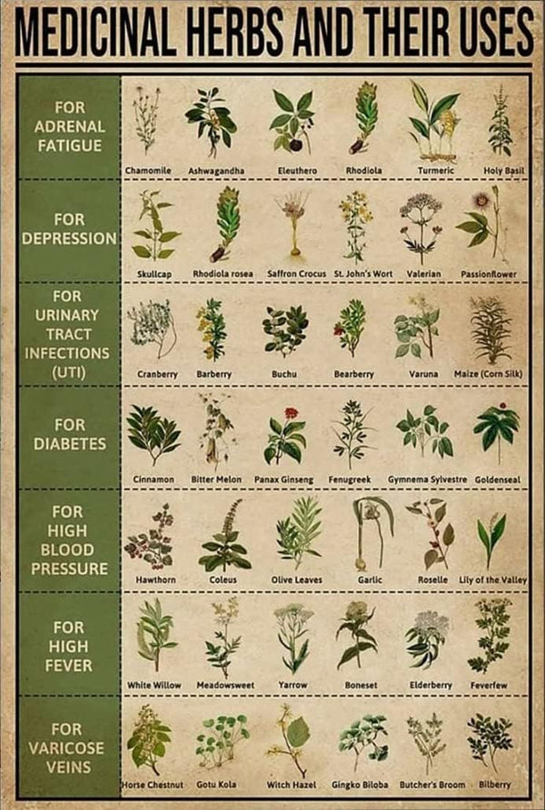 Funny Metal Signs Decor - Antique Medicinal Herbs and Their Uses Knowledge Tin Sign