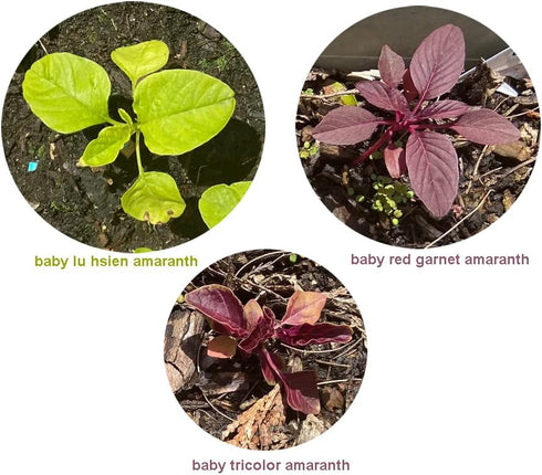 HipGirl Amaranth-1g,1000Seeds Red Amaranth Seeds for Planting.Chinese Spinach Seeds for Planting.Non GMO Seed