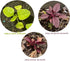 HipGirl Amaranth-1g,1000Seeds Red Amaranth Seeds for Planting.Chinese Spinach Seeds for Planting.Non GMO Seed