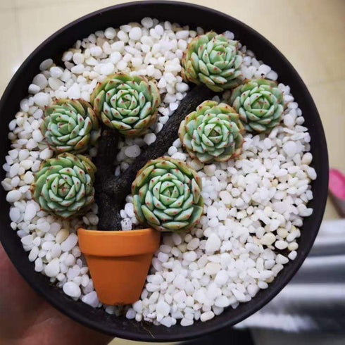 Yishang Mini Terracotta Pots with Drainage Holes - 1.5 Inches Tiny Clay Nursery Pots for Indoor/Outdoor Mini Plants (10
