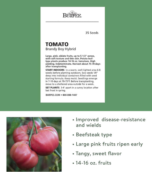35 Burpee 'Brandy Boy', Hybrid Beefsteak Slicing Variety, Large Red Fresh Indeterminate Tomato, Non-GMO Seeds