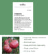 35 Burpee 'Brandy Boy', Hybrid Beefsteak Slicing Variety, Large Red Fresh Indeterminate Tomato, Non-GMO Seeds