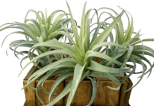 Artificial Air Plants, Faux Succulents Unpotted, Small Tillandsia Look Real in Flocked Green, Premium Crafting DIY